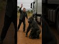 Gentle gorillas help people even if they are chased away #animals #gorillatag #rescue