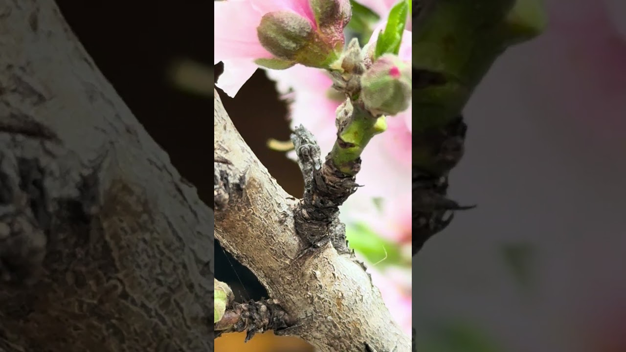 Spring has spring! Looks at the beautiful peach blossoms! adlı videoyu YouTube'da izle Spring has spring! Looks at the beautiful peach blossoms! adlı videoyu YouTube'da izle