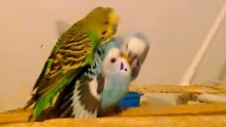 Budgies Mating (3 Males 1 Female)