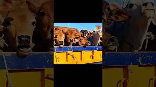 mini cow 🤣🐄 😜#shorts #shortvideo  #funnyvideo  #cowvideos #cow #animals #bigcow #cowvideo