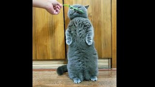 cute cat behavior
