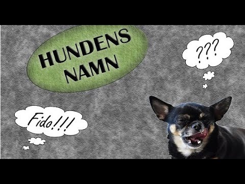 Namnträning av hund - YouTube