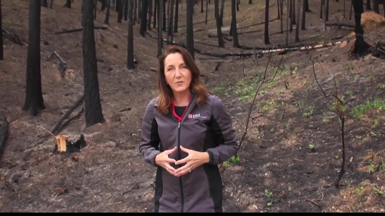 DNRC begins Lolo Peak Fire salvage YouTube