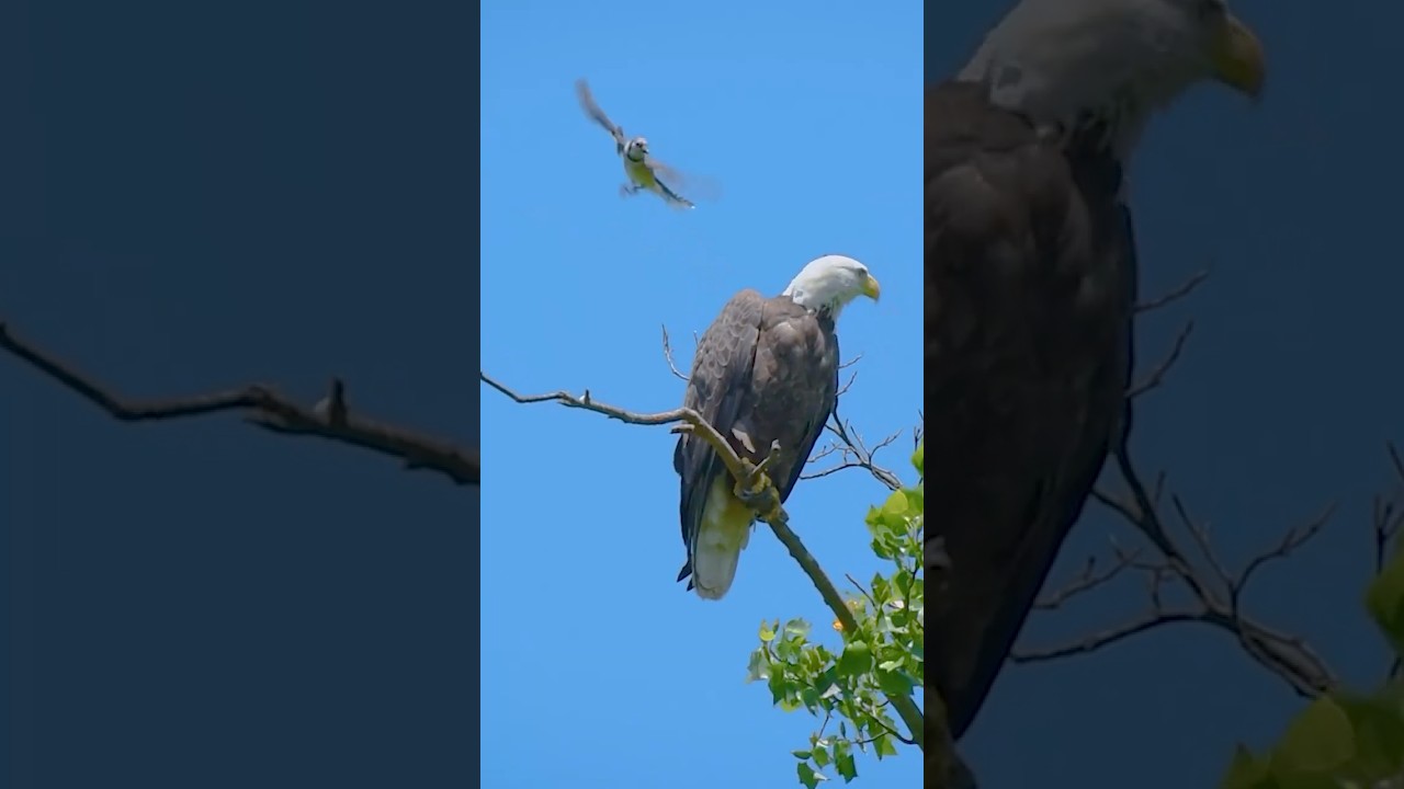 Eagle Vs Blue Jay 
