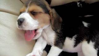 Very sleepy beagle puppy