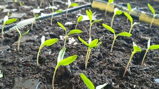 Prevent elongation of seedlings with these simple tricks