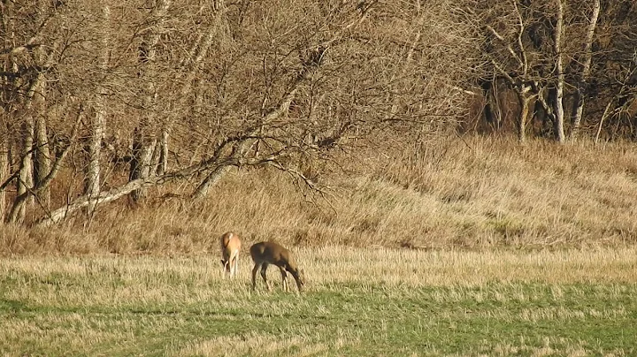 22 Creedmoor Whitetail at 520yds