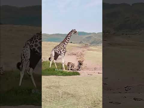 Giraffe successfully escapes from lion in animal fighting competition, close distance with wild ani