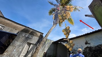 cưa Cây dừa,  Nhiều Trái nghiêng ngã vào Nhà, cưa kỹ thuật,21