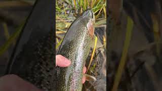 Камчатка 2024 день 101 Микижа #камчатка #fishing #ярик_рыбак #рыбалка # #чавыча #trout #wildlife