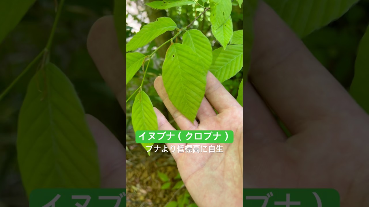 山採り　サワシバ Observing the Japanese Beech! #shorts - YouTube
