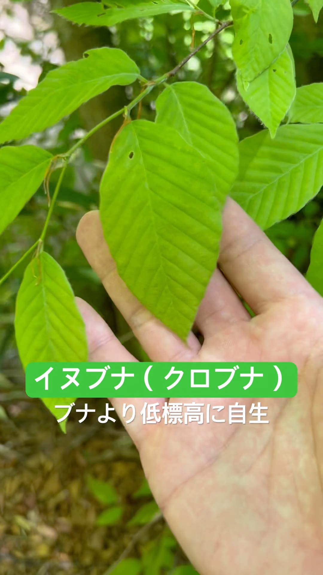 山採り　サワシバ Observing the Japanese Beech! #shorts - YouTube