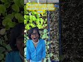 Help! It’s Planting Time! #Funny #GardenHumor #RelatableAf #MemeCut #garden #greenthumb #shorts