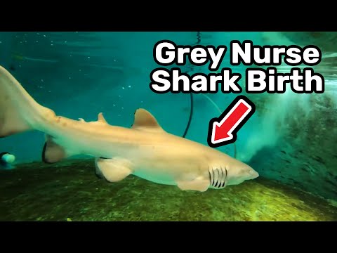Incredibly rare live birth of grey nurse shark captured on camera at Sydney aquarium