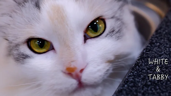 Watch the video about Kitchen Purrs- Fluffy Tabby’s Cozy Serenade | 2-year-old Fluffy & Cute Norwegian Forest Cat