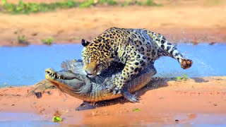 BEST JAGUAR ATTACKS THE CROCODILE AFTER HUNT