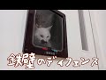 覗く事すら許されない猫