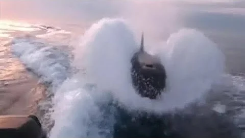 Why do orcas keep sinking boats?