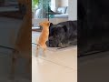 خليك شجاع للآخر اكسبلور ضحك كوميديا