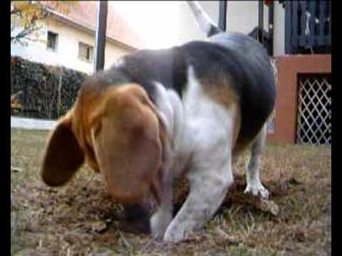 Mary, my beagle is digging