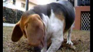 Mary, my beagle is digging