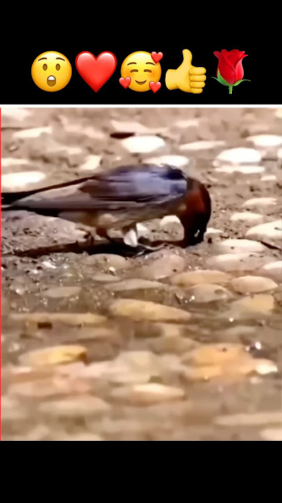 Subhanallah Bird Hard Work 😲👍❤️ #shorts #trending #birds #love #youtubeshorts