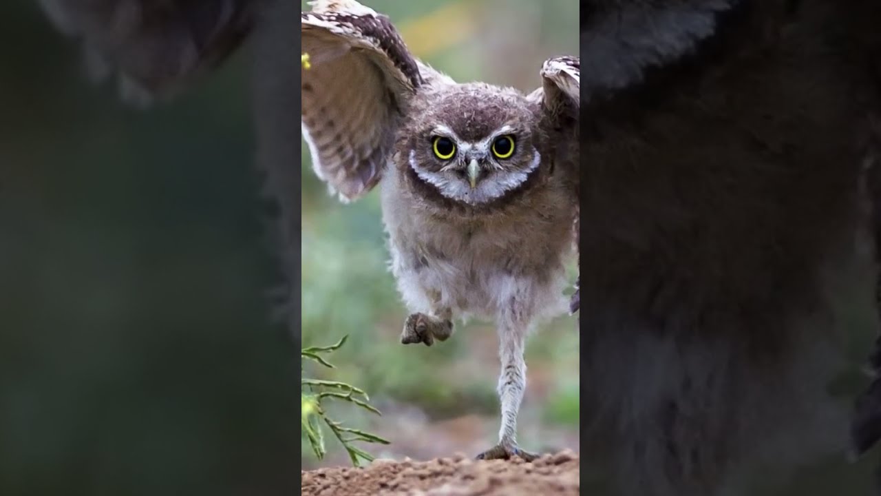 The Actual Length of Owl Legs Will Never Stop Being Funny