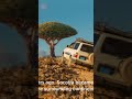Socotra Island #facts #history #ancientwonders #discovery