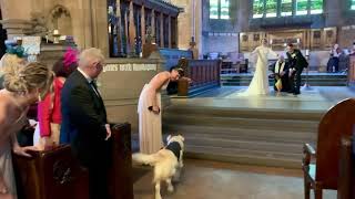 Golden Retriever Makes For Adorable and Enthusiastic Ring Bearer by Storyful Viral 5,622 views 1 day ago 1 minute, 2 seconds
