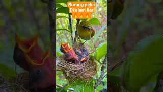 Download Lagu Burung pleci di alam liar MP3