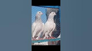 Top 4 teddy kabootar pair note for sale #viralvideo #pigeon #kabootar #teddy #viralshorts