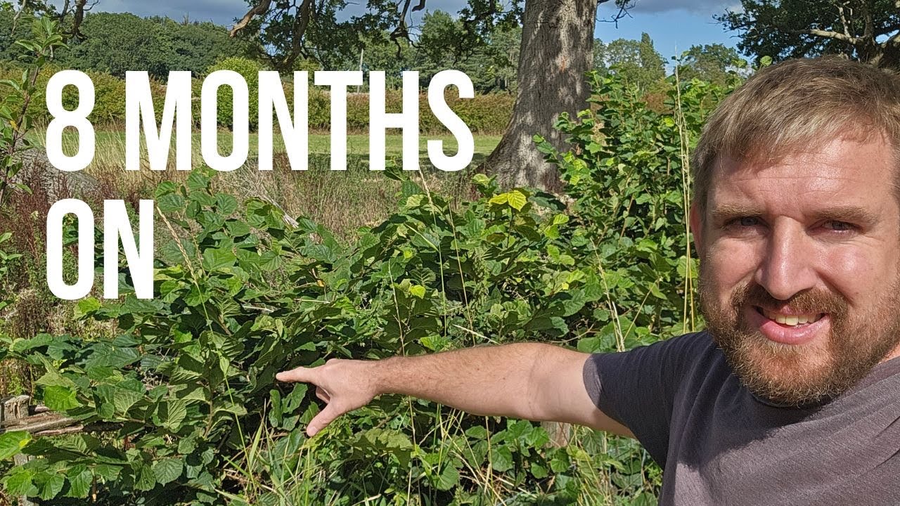 Overstood Hedge - Has It Bounced Back After Laying?