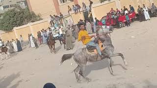 قمة الروعة 🐎🐎 رماحة سيدى عبد الرحيم القنائى 2022 مهرجان الخيول