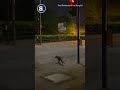 Street Smart Fox Waits for Green Light at Crosswalk