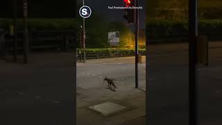 Street Smart Fox Waits for Green Light at Crosswalk