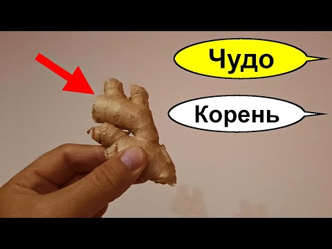 Польза Имбиря для