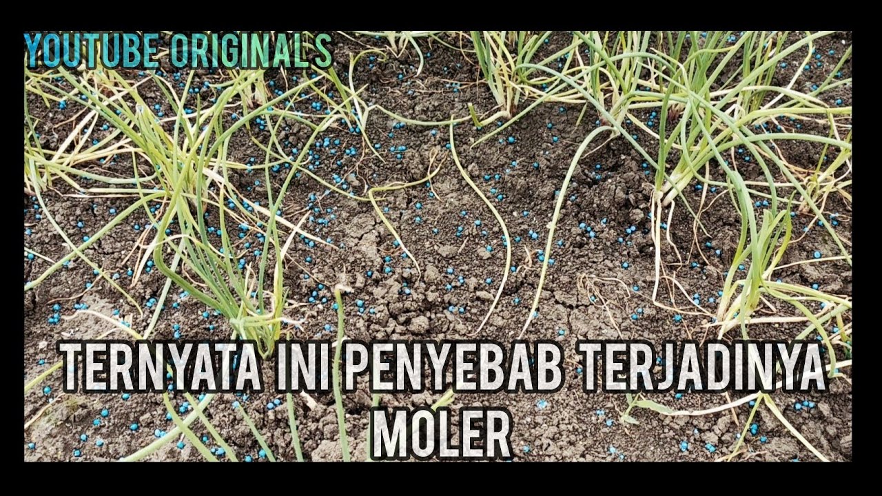 PENYEBAB TERJADINYA MOLER PADA TANAMAN BAWANG MERAH