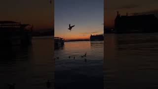 Zodiec Yeni Tiktok Videosu