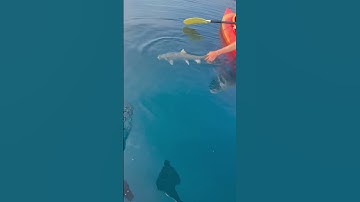 Vertical jigging lake trout in a kayak