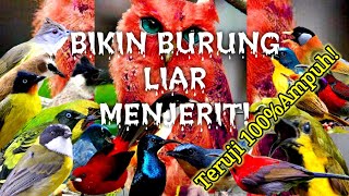 Suara PIKAT BURCIL di HUTAN Terbaru 2021