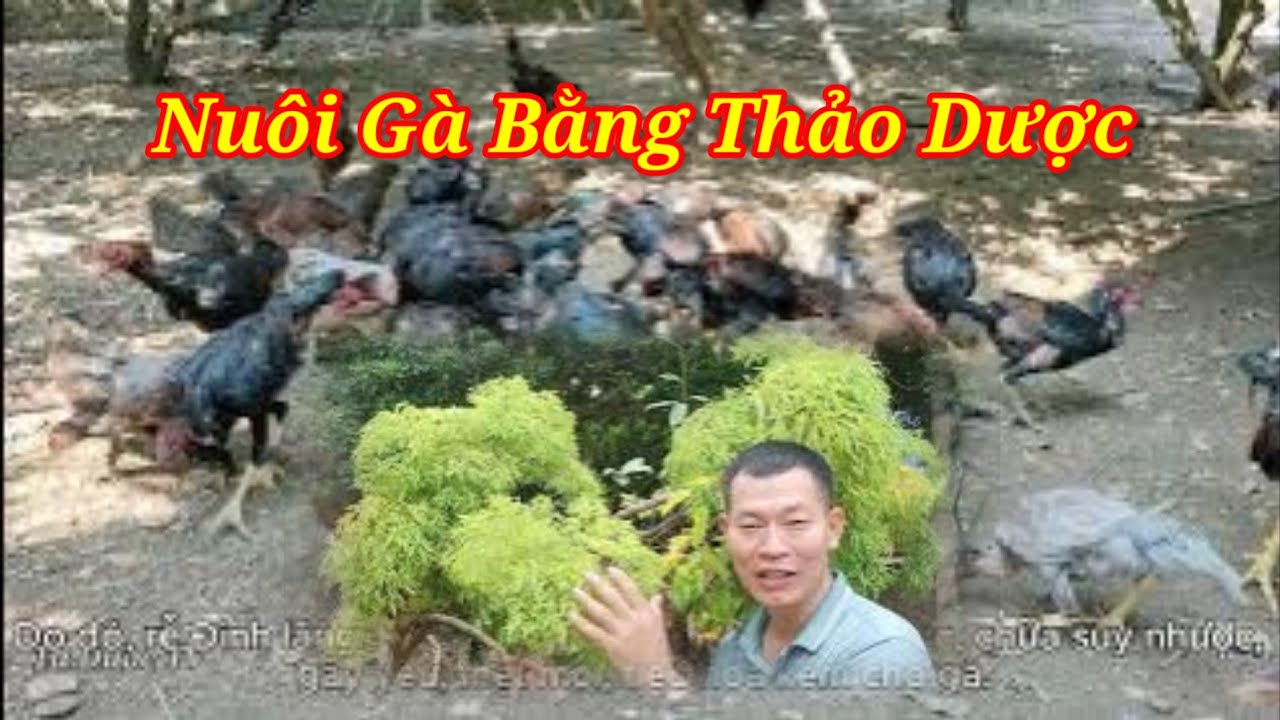 Cây Đinh Lăng Dược Liệu Tự Nhiên Giúp Gà Phát Triển Toàn Diện