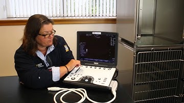 The features of the screen - GE Logiq e veterinary ultrasound scanner