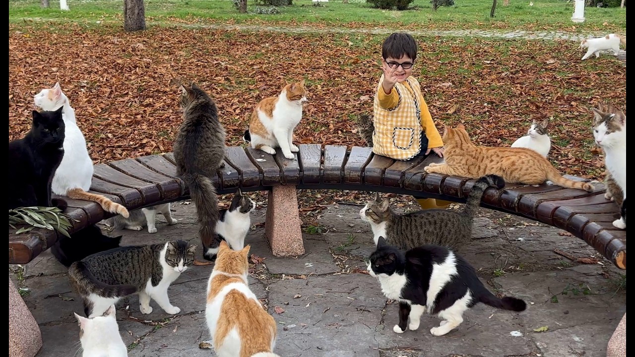 Самый трогательный способ научить ребёнка считать — уличные кошки