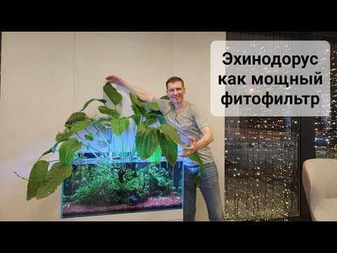 Аргентинский эхинодорус как мощный фитофильтр