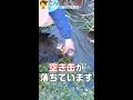 ★空き缶ガチャ★２～川に落ちている缶には何がいる？ #Shorts