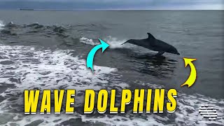 Dolphins Play in Waves Behind Boat