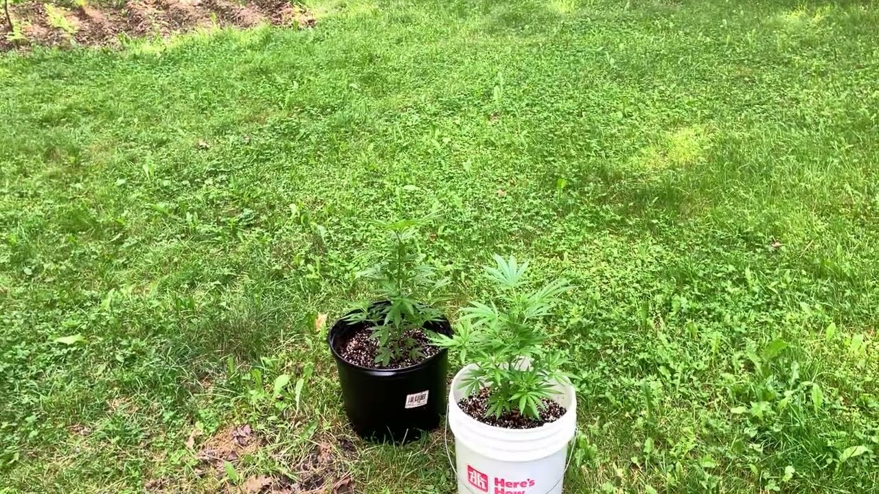 Black Cherry 2025 Grow Part 1 (Veg)