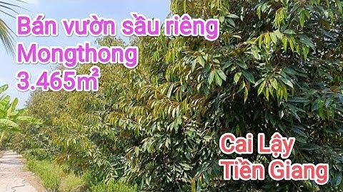 Tập 509 🌸 Bán vườn sầu riêng Mongthong 3.465㎡, Cai Lậy Tiền Giang