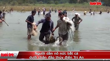 Người dân nô nức bắt cá dưới chân đập thủy điện Trị An | Truyền Hình - Báo Tuổi Trẻ