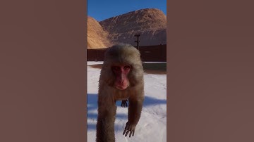 Monkeys Of Planet Zoo